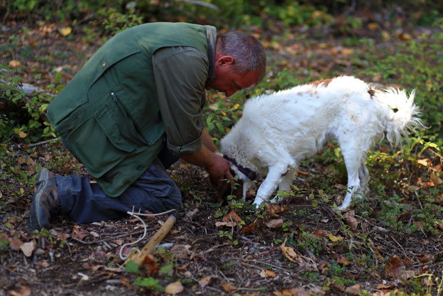 13 - Insegnamo al cane come raspare i tartufi. - AssoTartufai